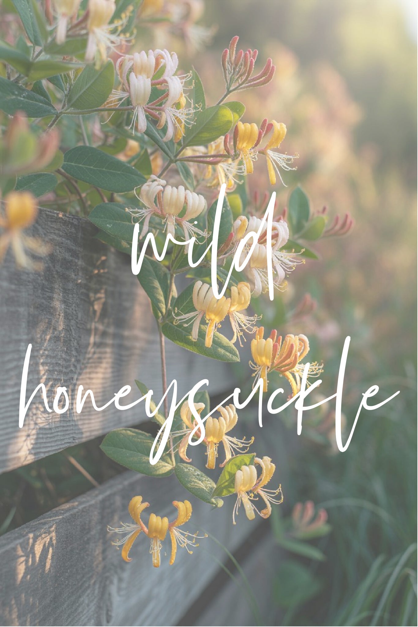 Milk Bottle Candle - Wild Honeysuckle 13oz